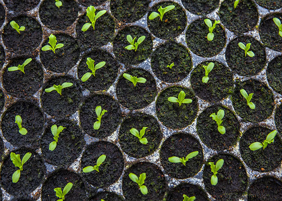 Carousel seedlings