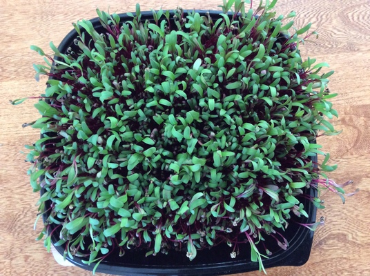 Carousel beet microgreens