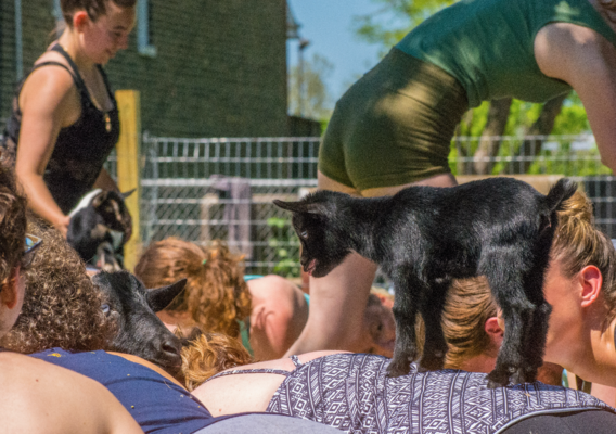 Carousel carousel goat yoga 3