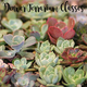 Small square sq denver terrarium classes